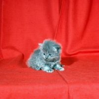 Picture of long hair blue kitten