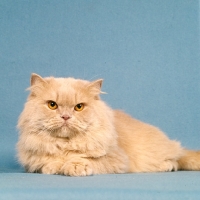 Picture of long hair cream cat lying on floor