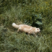 Picture of long hair cream cat running in grass