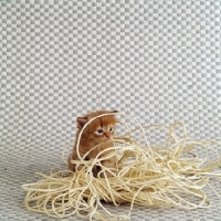Picture of long hair red tabby kitten with a tangle of string