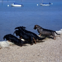 Picture of long hair, smooth and wire haired dachshunds looking down into the water