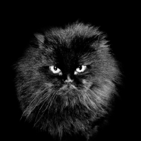 Picture of long haired black cat looking sinister