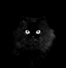 Picture of long haired black cat staring in the darkness
