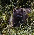 Picture of long haired blue cat in long grass