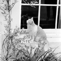 Picture of long haired cat on a window sill