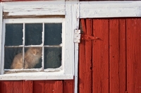 Picture of long haired cat peeks out from snowy barn window