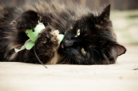 Picture of long haired cat playing with toy