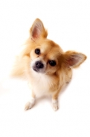 Picture of Long Haired Chihuahua isolated on a white