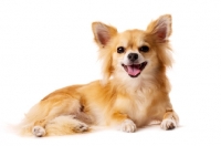 Picture of Long Haired Chihuahua isolated on a white background