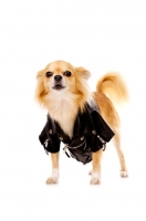 Picture of Long Haired Chihuahua isolated on a white background wearing a leather jacket