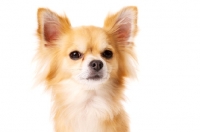 Picture of Long Haired Chihuahua isolated on a white background