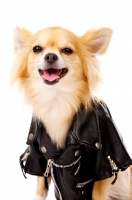 Picture of Long Haired Chihuahua isolated on a white background wearing a leather jacket