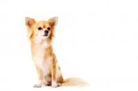 Picture of Long Haired Chihuahua isolated on a white background