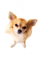 Picture of Long Haired Chihuahua isolated on a white