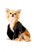 Picture of Long Haired Chihuahua isolated on a white background wearing a leather jacket