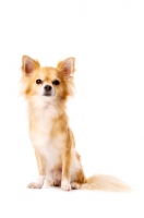 Picture of Long Haired Chihuahua isolated on a white background