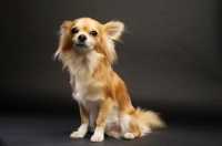Picture of Long Haired Chihuahua on a black background