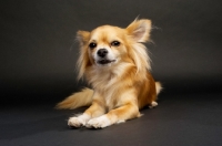 Picture of Long Haired Chihuahua on a black background