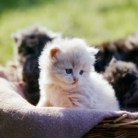 Picture of long haired cream Persian kitten in basket