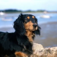 Picture of long haired dachshund  head and shoulder 
