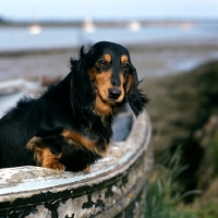 Picture of long haired dachshund  standing up in old boat