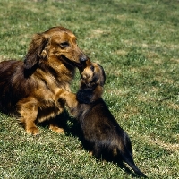 Picture of long haired dachshund and puppy greeting