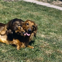 Picture of long haired dachshund and puppy embracing
