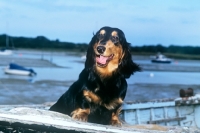 Picture of long haired dachshund, bonavoir dark spirit,  in boat on beach