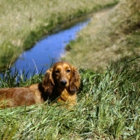 Picture of long haired dachshund from africandawns kennel in the fenlands
