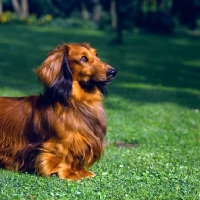 Picture of long haired dachshund head and shoulders