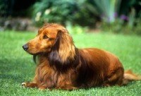 Picture of long haired dachshund in a garden