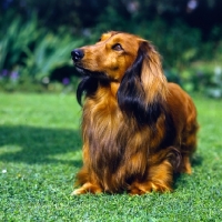 Picture of long haired dachshund looking up in hope