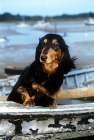 Picture of long haired dachshund looking out from a dingy
