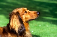 Picture of long haired dachshund portrait in profile