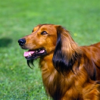 Picture of long haired dachshund, portrait