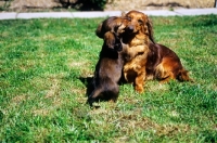 Picture of long haired dachshund puppy cuddling her mother