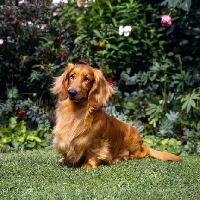 Picture of long haired dachshund sitting on grass