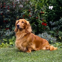 Picture of long haired dachshund sitting on grass