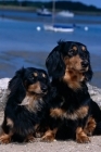Picture of long haired dachshund standard and miniature, at the sea shore