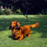 Picture of long haired dachshund standing in a garden