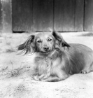Picture of long haired dachshund