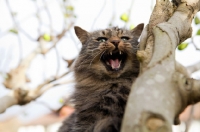 Picture of long haired tabby cat meowing from high in a tree