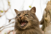 Picture of long haired tabby cat meowing from a tree