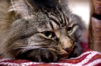 Picture of long haired tabby cat resting, close up