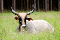Picture of long horned cow lying in grass
