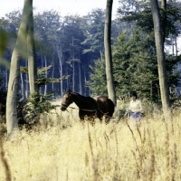 Picture of long reining a horse in woods