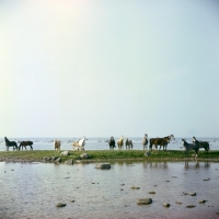 Picture of long shot of group of Estonian Kleppers by the sea