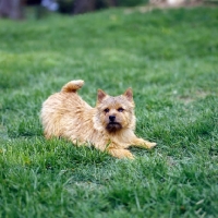 Picture of long valley theo stillman  norwich terrier playing on grass