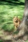 Picture of long valley theo stillman, norwich terrier with tree
