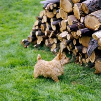 Picture of long valley theo stillman, norwich terrier standing on grass looking at a woodpile